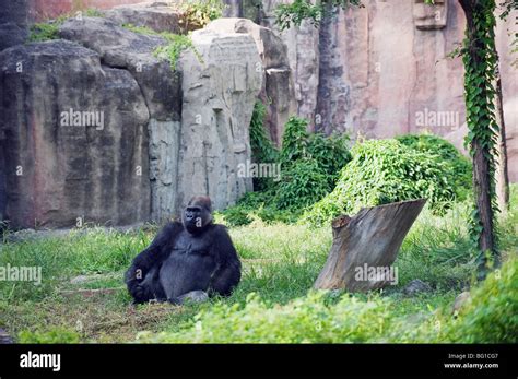 are there gorillas in china